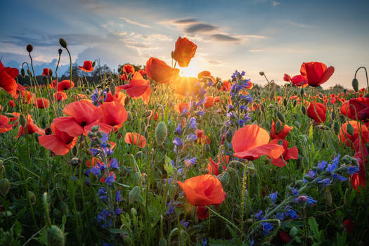 Poppies at Sun