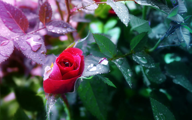 Wet Rose