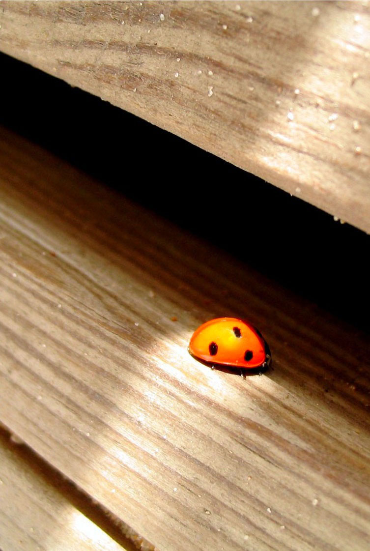 A LadyBug - Light Created.