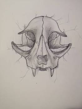 Animal skull