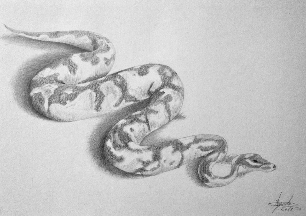 African Rock Python by Jorge-de-Azevedo on DeviantArt