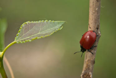 Ladybug.