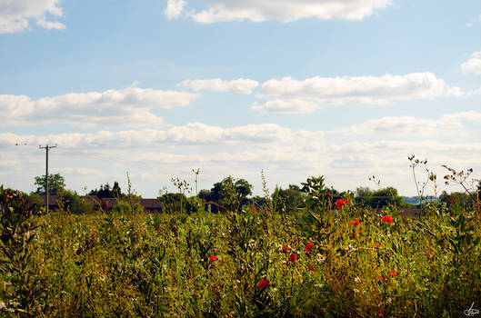 Poppy Fields I