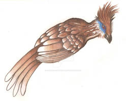 Hoatzin 1