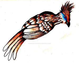 Hoatzin 2