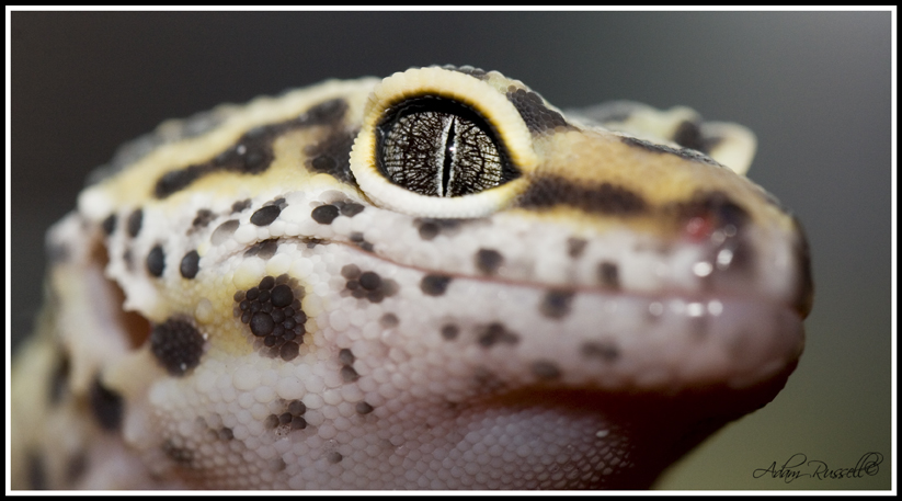 Leopard Gecko