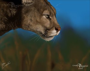 iconPredator eyes by makangeni by big-cats-club