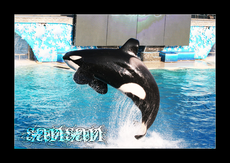 Shamu 01