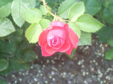 The Rose