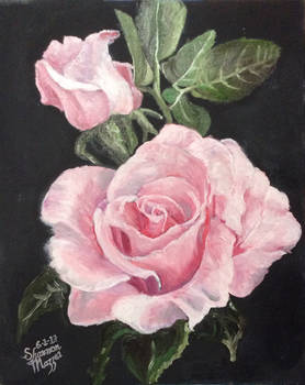 Pink Rose 