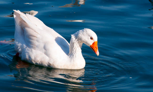 Golden Horn Beauty