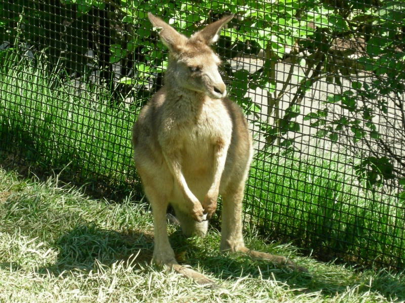 Joey Roo the Kangaroo by JavaWolf-Photography on DeviantArt