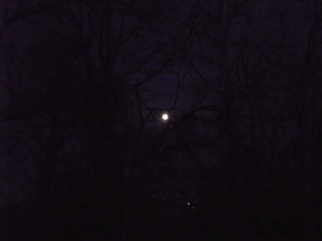 Moon and the Trees