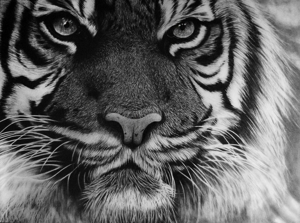 Tiger - Pencil Drawing by TricepTerry