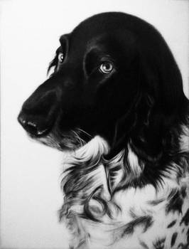 Abby - Pencil Drawing