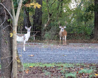 Piebald