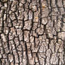 Tree Bark II