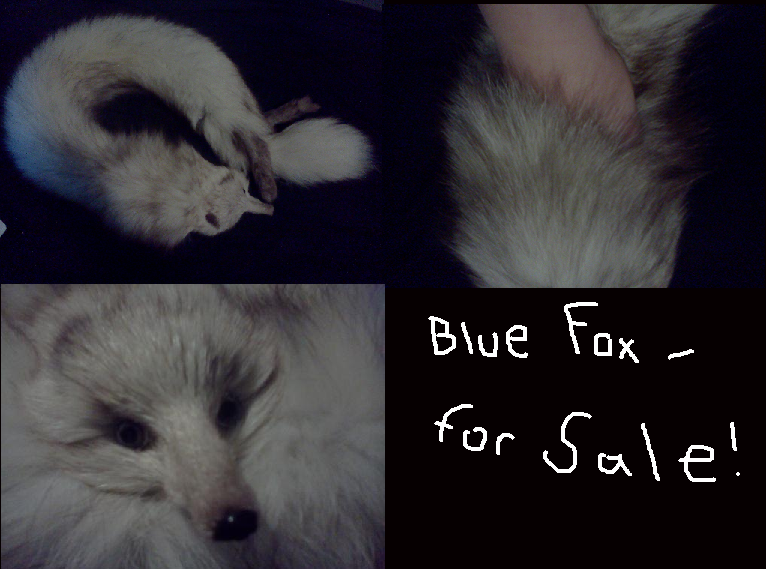 Blue Fox Stole for Sale!! Make an offer