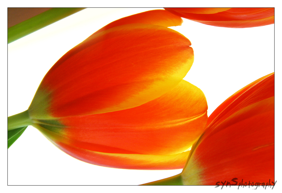 Tulips