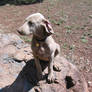 Zoe On A Rock