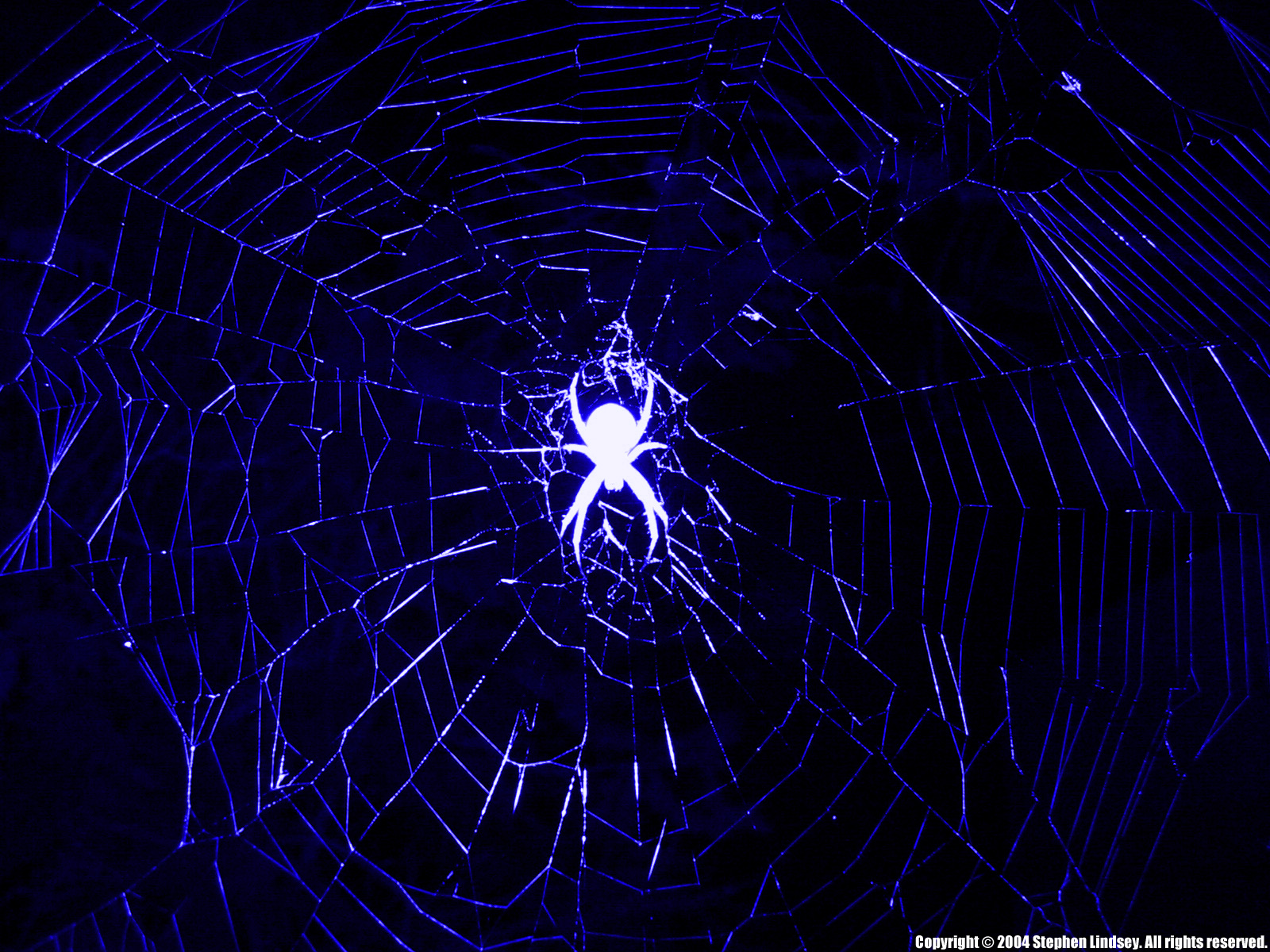 Arizona Spider