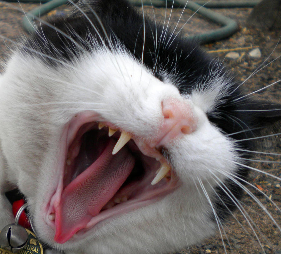 Yawn of the Cat