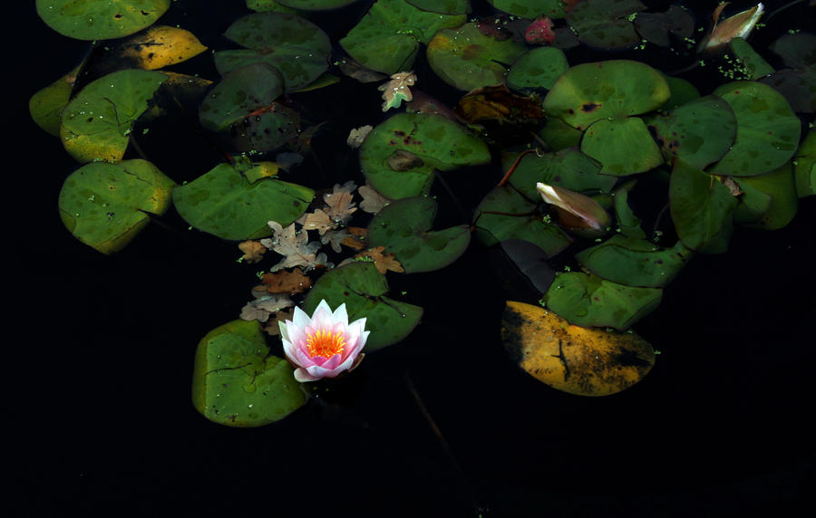 Water lily