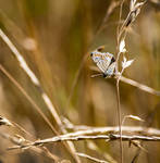 Silver studded Blue by AngelsOdyssey