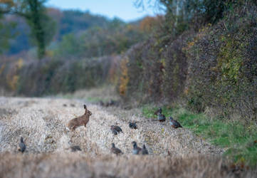 An autumn scene