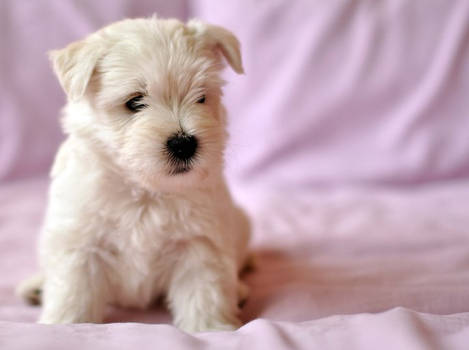 Westie 1