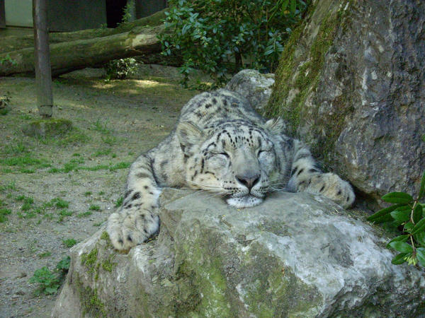 Sleeping wild cat