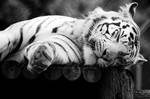 White Tiger by JaymeeLS