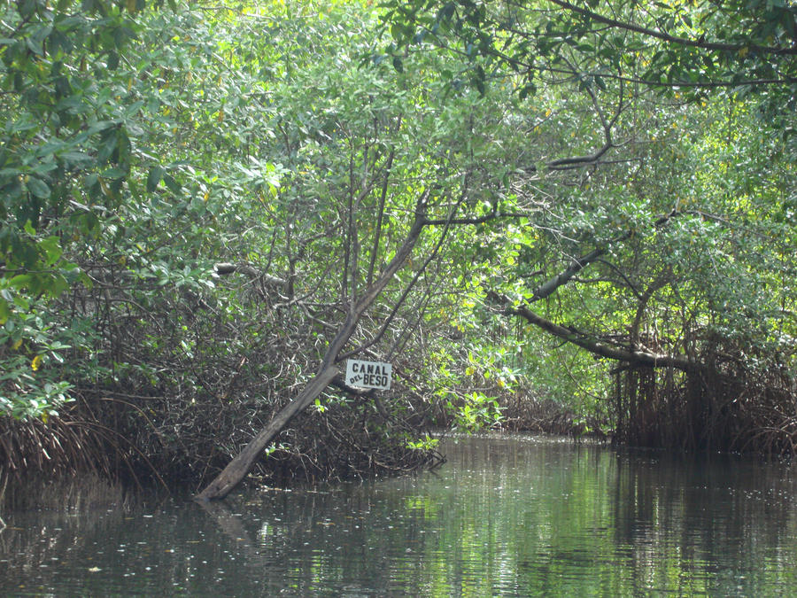 Mangrove 1