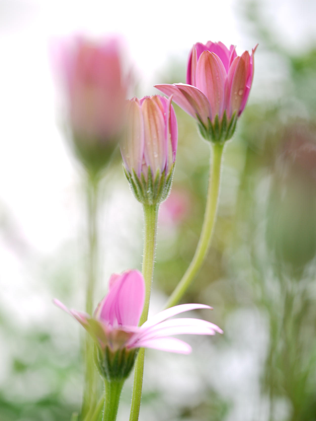 Osteospermum jucundum var. compactum [Pink Daisy].