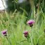 Thistles in the wild flower field.