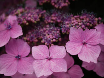 Pretty pink - Hydrangea 'Mariesii Perfecta'.