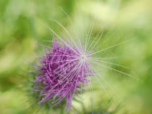 Thistles in the wild flower field.