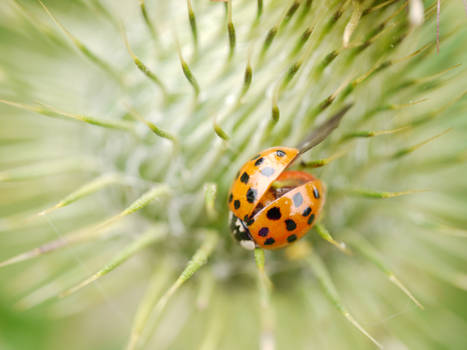 Ladybird (Ladybug) on thistles.