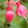 Fuchsia Magellanica.