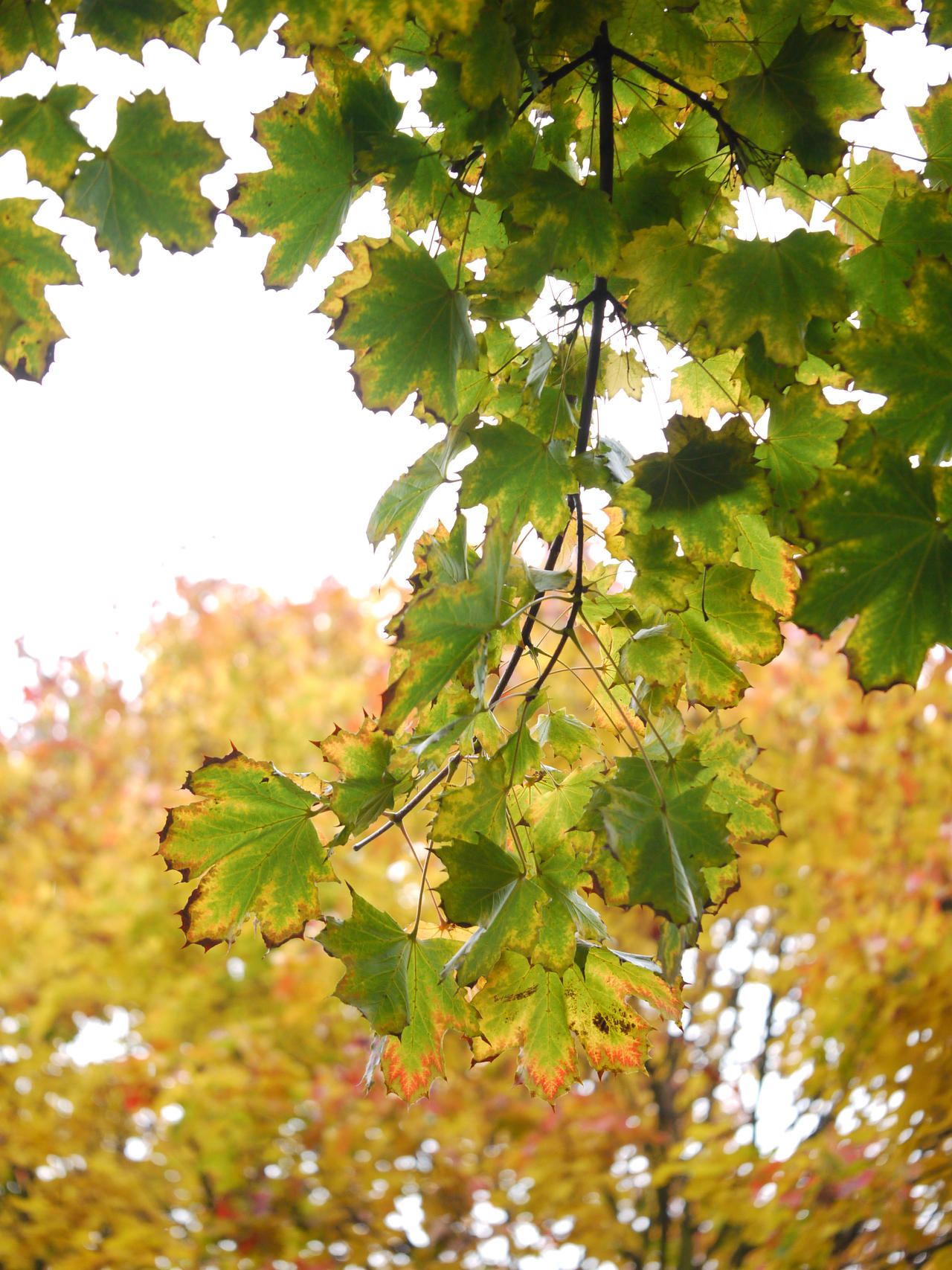 Green and yellow.