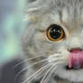 Licky Kitten!