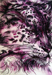 the purple Snow Leopard