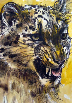 the yellow Snow Leopard