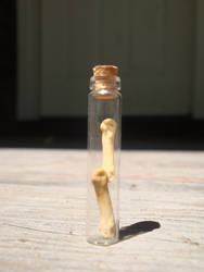 Coyote Toe Bone Curiousity Vial / Totem Charm