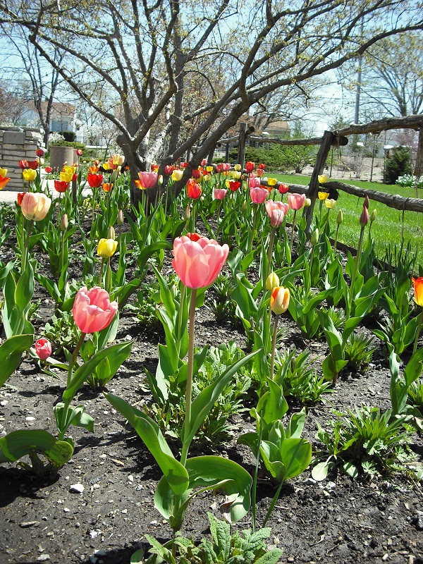 Tulip Field