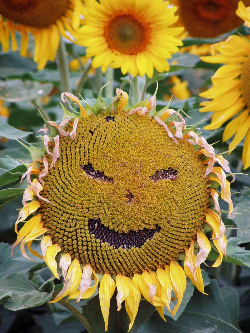 Smiling Sunflower