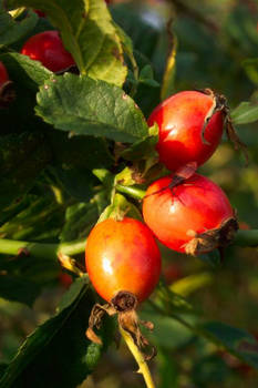 Rosehips with little insect