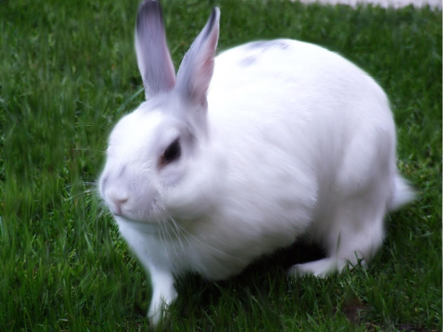 Rabbit by Kali15 on DeviantArt