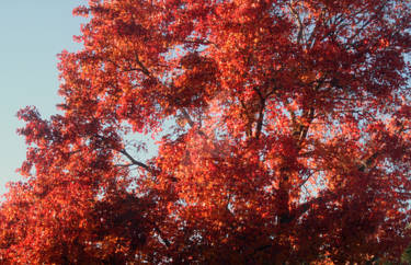 Red Tree