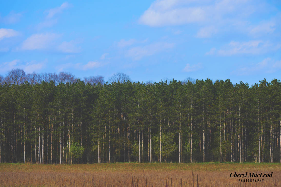 Beautiful tree line by cherylmariemacleod89 on DeviantArt